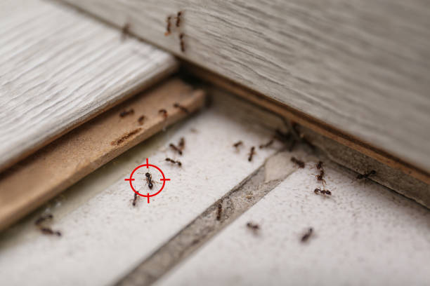 Best Spider Control Near Me  in St Anthony, ID