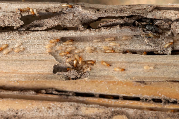 Best Commercial Pest Control Services  in St Anthony, ID